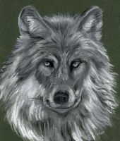 The grey wolf